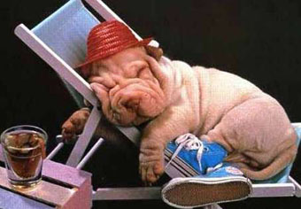 der hat's gut!! puppy in sunchair kleiner Hund im Liegestuhl Postkarte 