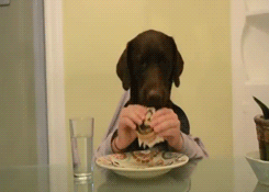 Hund isst