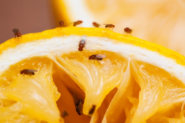 Fruchtfliegen auf Zitrone