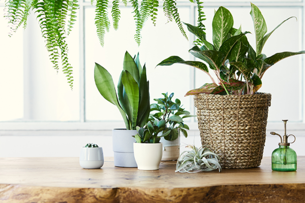 Welche Pflanzen reinigen die Luft in Ihrer Wohnung?